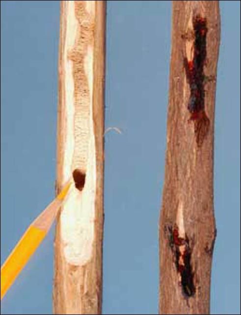 Figure 4. Bald cypress sapling infested by the cypress weevil, Eudociminus mannerheimii (Boheman); showing (a) interior larval tunneling, and (b) exterior resin bleeding.
