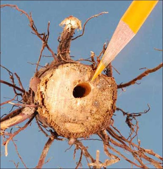 Figure 6. Larval gallery in bald cypress sapling root collar infested by the cypress weevil, Eudociminus mannerheimii (Boheman).