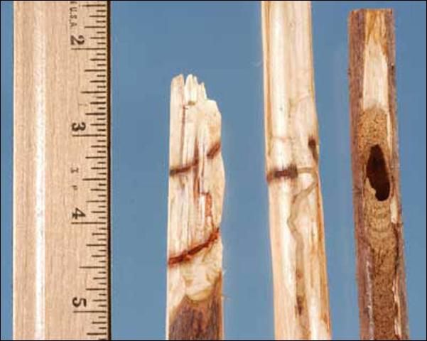 Figure 5. Young bald cypress saplings, infested by the cypress weevil Eudociminus mannerheimii (Boheman); showing (a) larval galleries, and (b) pupation chamber beneath the bark.