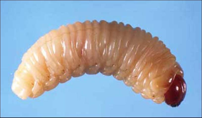 Figure 3. Mature larva of the cypress weevil, Eudociminus mannerheimii (Boheman).