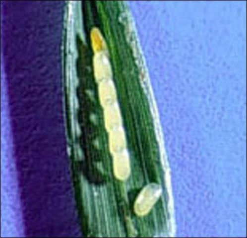 Figure 4. Eggs of twobanded Japanese weevil, Pseudocneorhinus bifasciatus (Roelofs), on grass blade that had been glued together by the adult female.