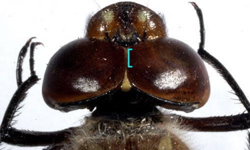 Cabeza de un libélula aeshnid, adulto. Cabeza redonda en la vista dorsal, sin espacio entre los ojos (ojos en contacto) y representando la mayoria de la area de la cabeza.