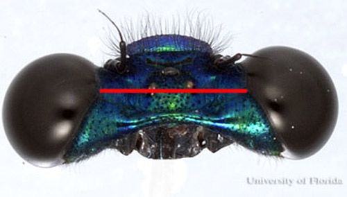 Cabeza de Calopteryx maculata, un caballito del diablo, con ojos separados mas que el ancho de un solo ojo.