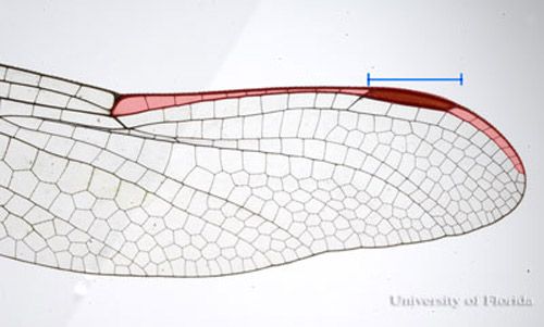 Ala anterior de una libélula gomphid; Pterostigma no es larga. (shaded area). 