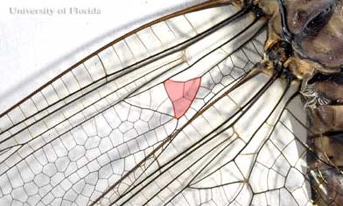 Ala anterior de una libulela petalurid no tiene una sola celula (shaded area).