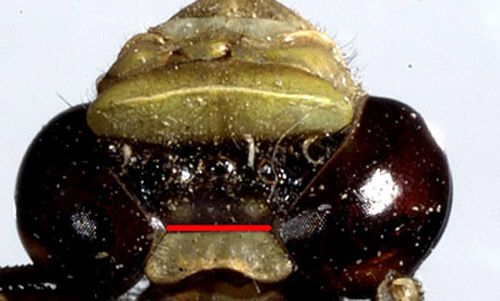 Cabeza de gomphida adulto. Ojos no estan en contacto y nunca estan separados por mas que el ancho de un ojo.