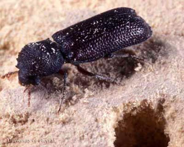 Figure 2. Adult female Heterobostrychus aequalis (Waterhouse), a wood-boring beetle.
