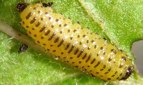 Figure 6. Second instar larva of the viburnum leaf beetle, Pyrrhalta viburni (Paykull).