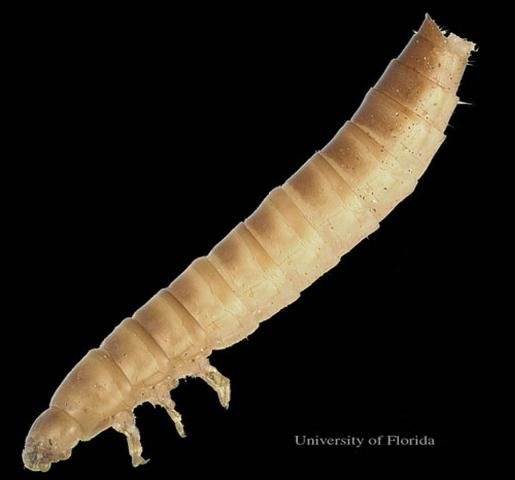 Figure 8. Lateral view (head on left) of larva of the lesser mealworm, Alphitobius diaperinus (Panzer).