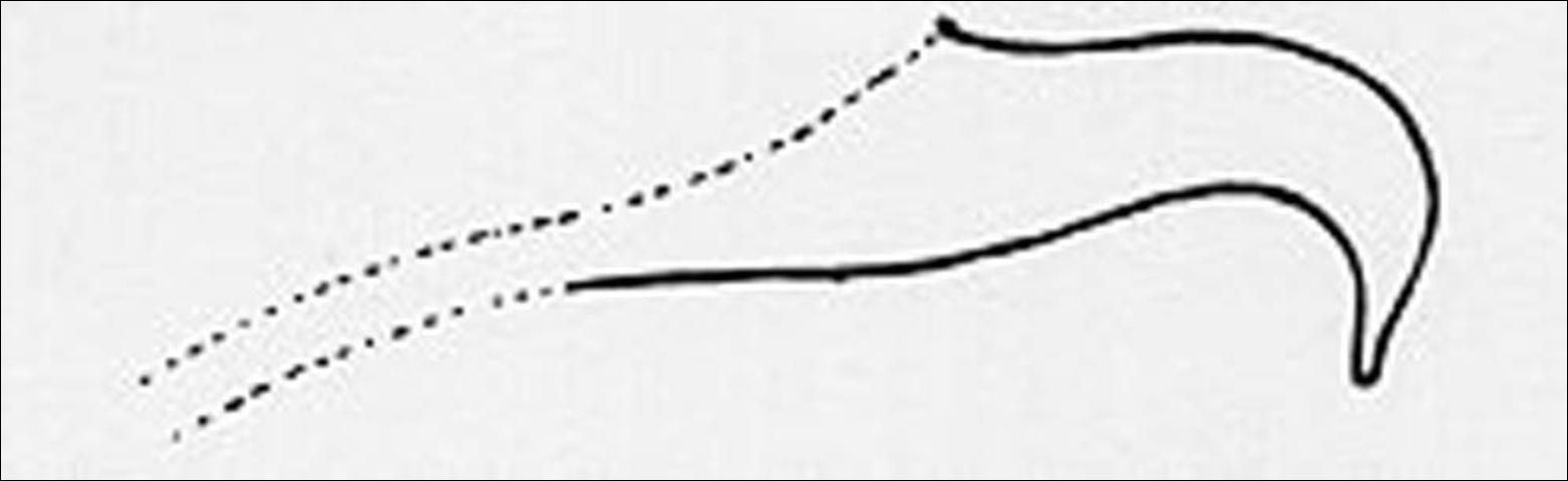 Figure 4. Illustration of male aedeagus of Oligonychus sp.