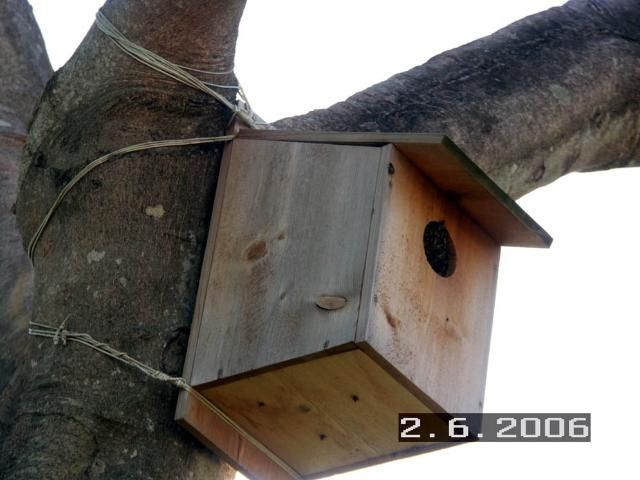 Figure 1. A screech owl nest box occupied by a colony of honey bees in Broward County, Florida.