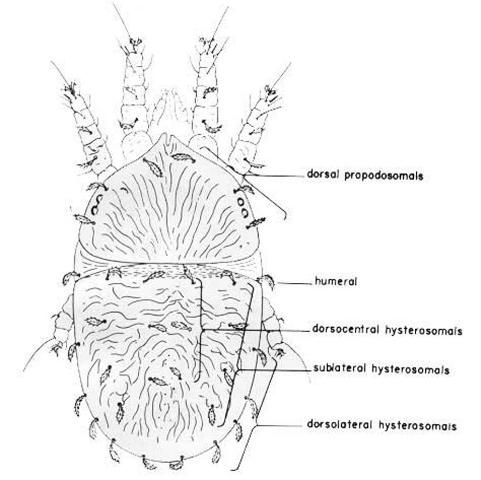 Figure 3. Dorsal view of a typical female false spider mite, Brevipalpus sp.