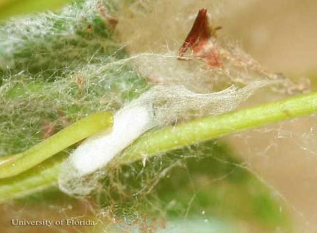 Figure 12. The cocoon of a hymenopterous parasitoid of the mahogany webworm, Macalla thyrsisalis Walker.