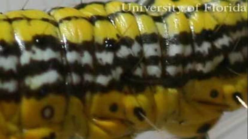 Figure 3. Lateral view of section of abdomen of larva of the mahogany webworm, Macalla thyrsisalis Walker, showing distinctive black and white lateral band.