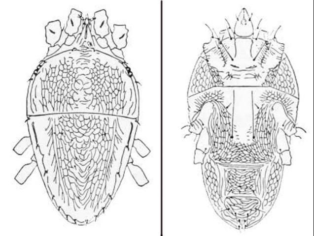 Figure 3. Dorsal (left) and ventral (right) views of female false spider mite, Brevipalpus californicus (Banks).