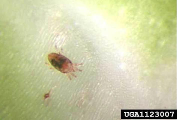 Figure 1. Adult false spider mite, Brevipalpus sp.