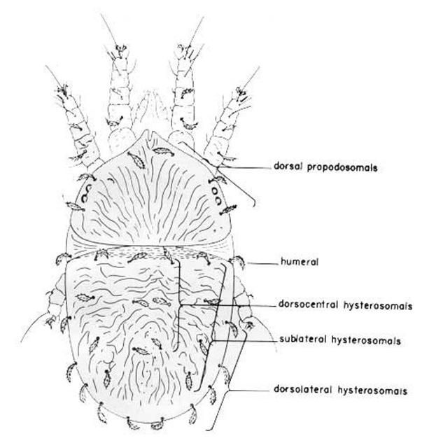 Figure 2. Dorsal view of a typical female false spider mite, Brevipalpus sp.