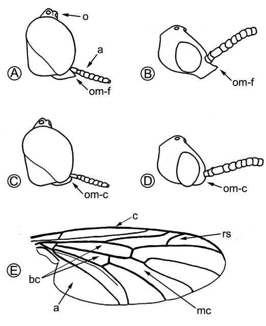 Figure 2. Taxonomic characters to distinguish P. nearctica from P. americana. Head of Plecia nearctica male (A) and female (B), head of P. americana, male (C) and female (D): ocelli (o), antenna (a), oral margin- forward (om-f), and oral margin- convex (om-c). Wing of P. nearctica (E): costa (c), radial sector (rs), medial cell (mc), anal cell (a), and basal cells (bc).