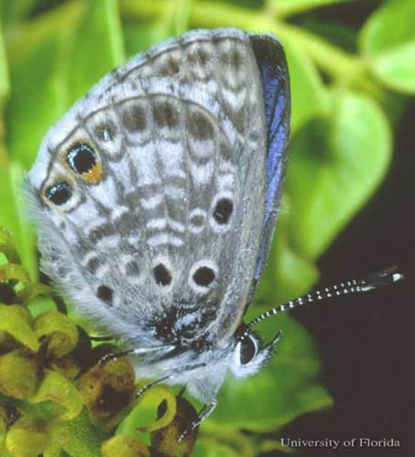 Figure 1. Adult Miami blue butterfly, Cyclargus thomasi bethunbakeri (Comstock & Huntington).