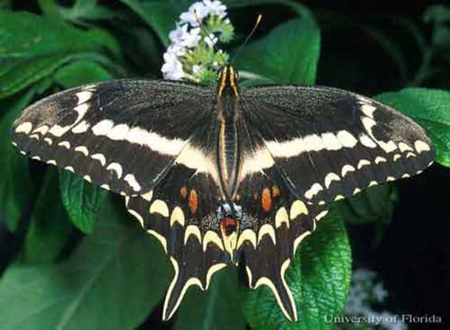 Figure 1. Adult mail Schaus swallowtail butterfly, Heraclides aristodemus ponceanus (Schaus).