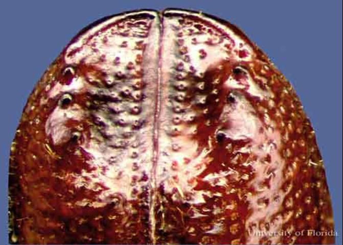 Figure 6. Dorsal view of the elytral apices of an adult small southern pine engraver, Ips avulsus (Eichhoff).