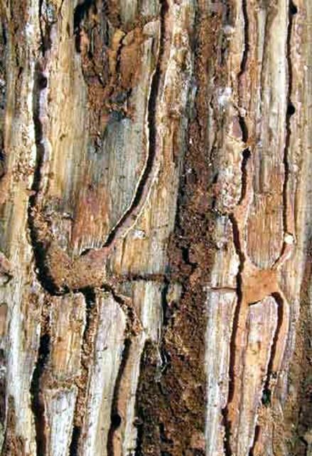Figure 8. Inner bark gallery characteristic of the eastern fivespined ips, Ips grandicollis (Eichhoff).