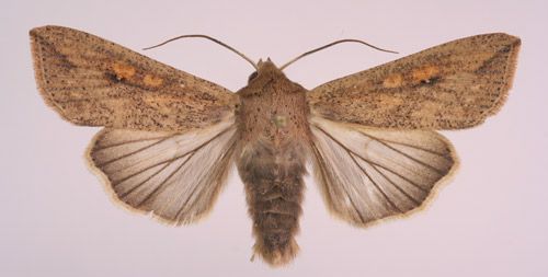 Figure 2. Adult armyworm, Mythimna unipuncta (Haworth).