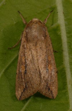 Figure 1. Adult armyworm, Mythimna unipuncta (Haworth).