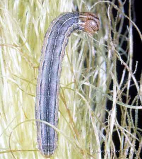 Figure 5. Larva of the armyworm, Mythimna unipuncta (Haworth), on corn tassels.