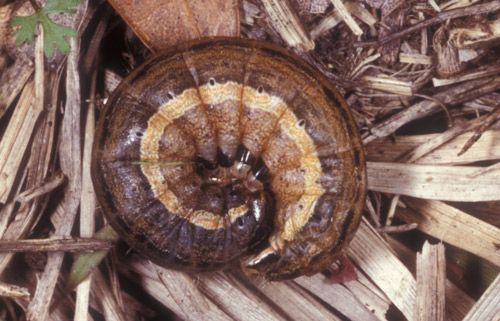 Figure 3. Curled larva of the armyworm, Mythimna unipuncta (Haworth).