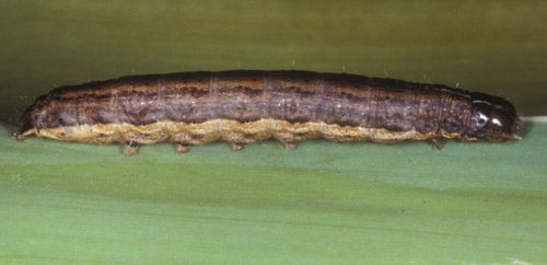 Figure 4. Lateral view of the larva of the armyworm, Mythimna unipuncta (Haworth).