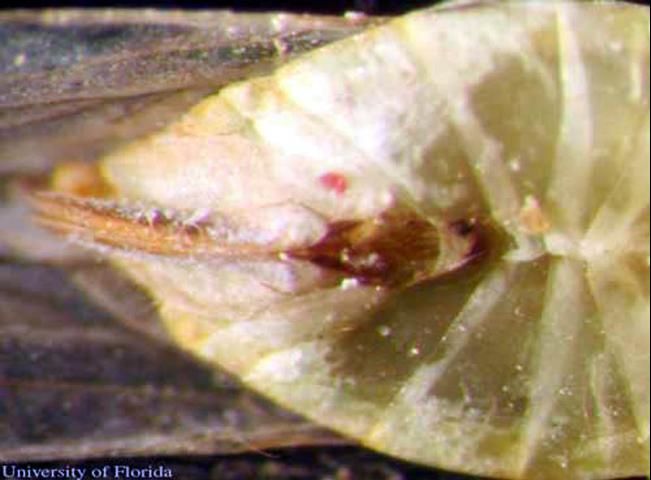 Figure 7. El abdomen de la hembra adulta de Myndus crudus Van Duzee. Note el ovipositor.
