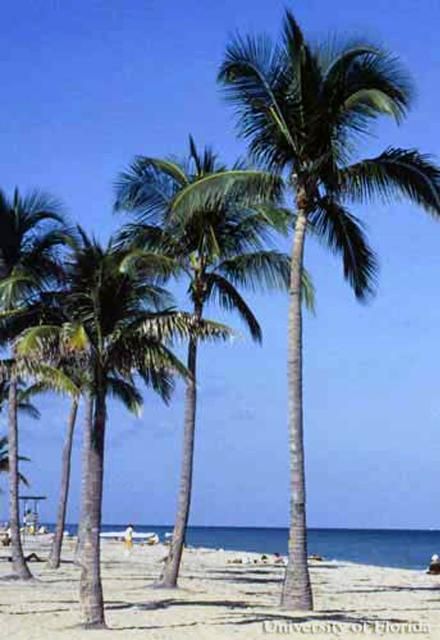 Figure 23. Palmas de coco, Cocos nucifera L., en la playa de Fort Lauderdale, Florida. El AL generalmente se dispersa más lentamente en playas que en terrenos con pastos.
