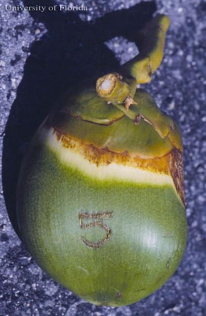 Figure 7. Early damage in a broader area to a young coconut by Aceria guerreronis Keifer, a coconut mite.