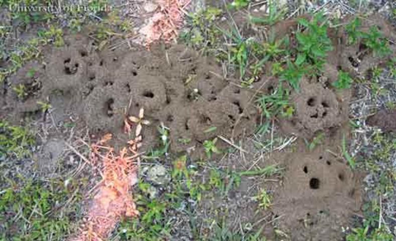Figure 10. Bigheaded ant, Pheidole megacephala (Fabricius), nest site in sandy soil after rain.