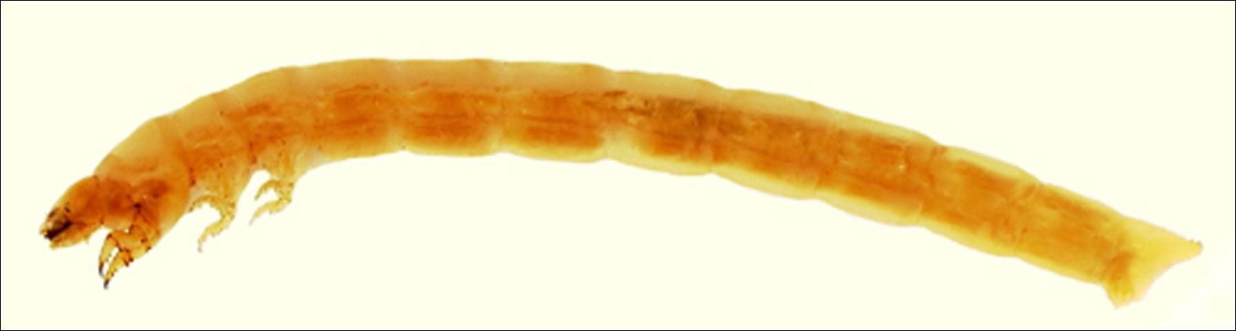 Figure 5. Larva of the Madagascar beetle, Leichenum canaliculatum variegatum (Klug). (Lateral view, head on left).