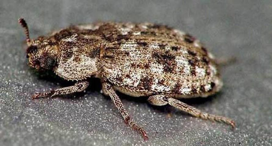 Figure 1. Adult Madagascar beetle, Leichenum canaliculatum variegatum (Klug).