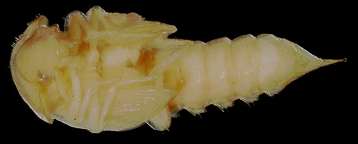 Figure 11. Pupa of the Madagascar beetle, Leichenum canaliculatum variegatum (Klug). (Ventral view, head on left).