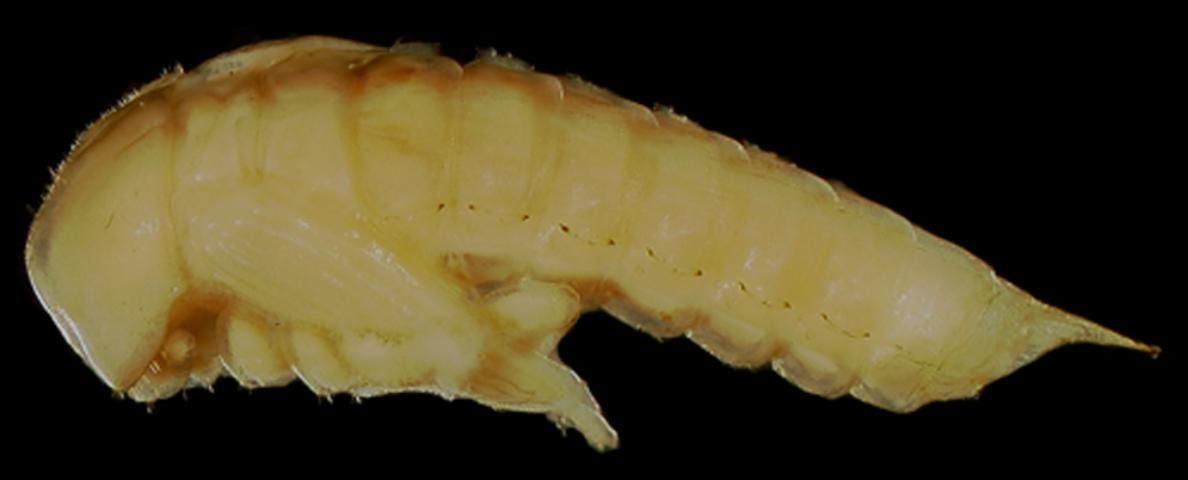 Figure 10. Pupa of the Madagascar beetle, Leichenum canaliculatum variegatum (Klug). (Lateral view, head on left).