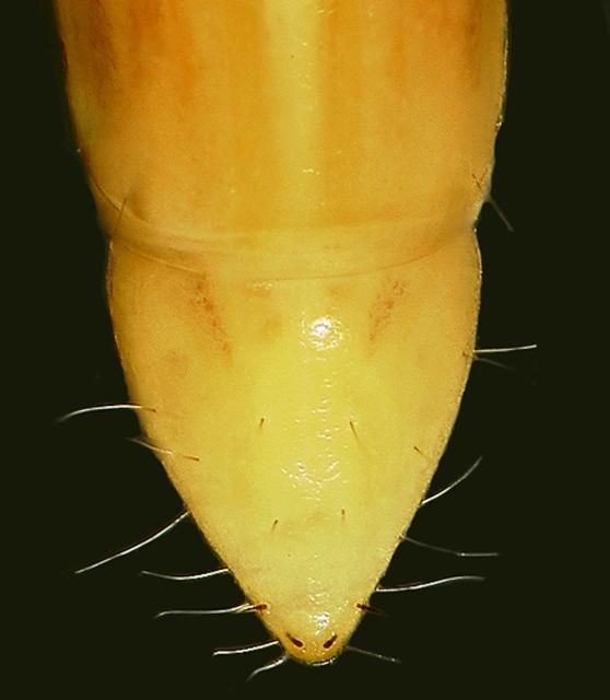 Figure 9. Ninth abdominal segment of the larva of the Madagascar beetle, Leichenum canaliculatum variegatum (Klug). (Dorsal view.)
