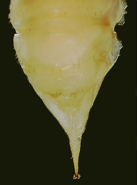 Figure 12. Fused urogomphi of the pupa of the Madagascar beetle, Leichenum canaliculatum variegatum (Klug).