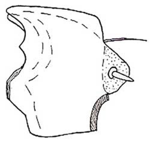 Figure 7. Larval mandible, Leichenum c. variegatum.