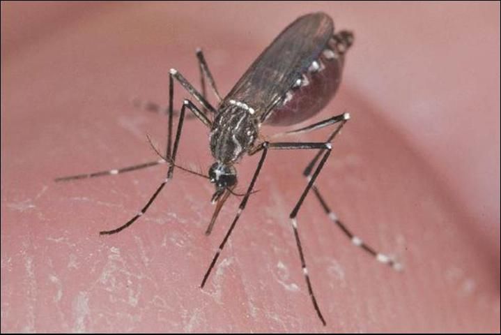 Figure 1. Aedes aegypti hembra.