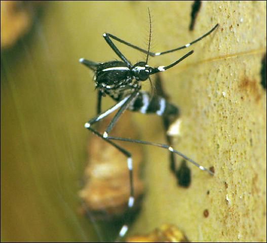Figure 2. Aedes albopictus hembra.