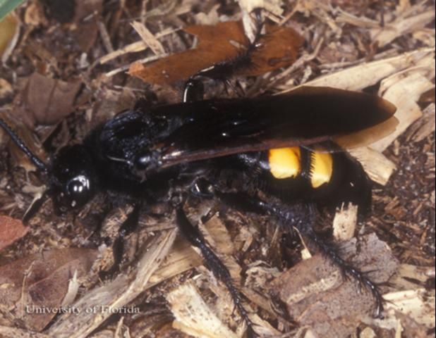 Figure 16. Adult Campsomeris quadrimaculata (Fabricius), a scoliid wasp.