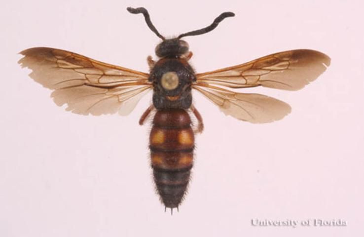 Figure 6. Adult Scolia nobilitata Fabricius, a scoliid wasp.