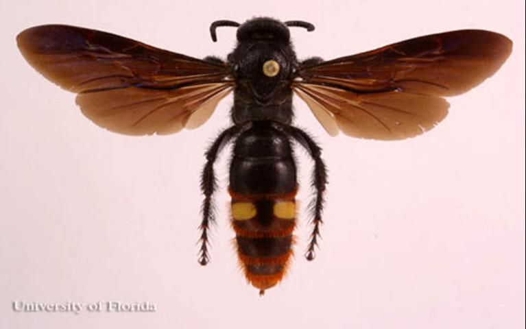 Figure 12. Adult Scolia dubia Say, a scoliid wasp.