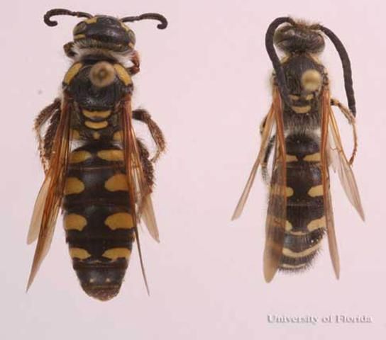 Figure 4. Adult Trielis octomaculata hermione (Banks) scoliid wasps. Female (left), male (right).