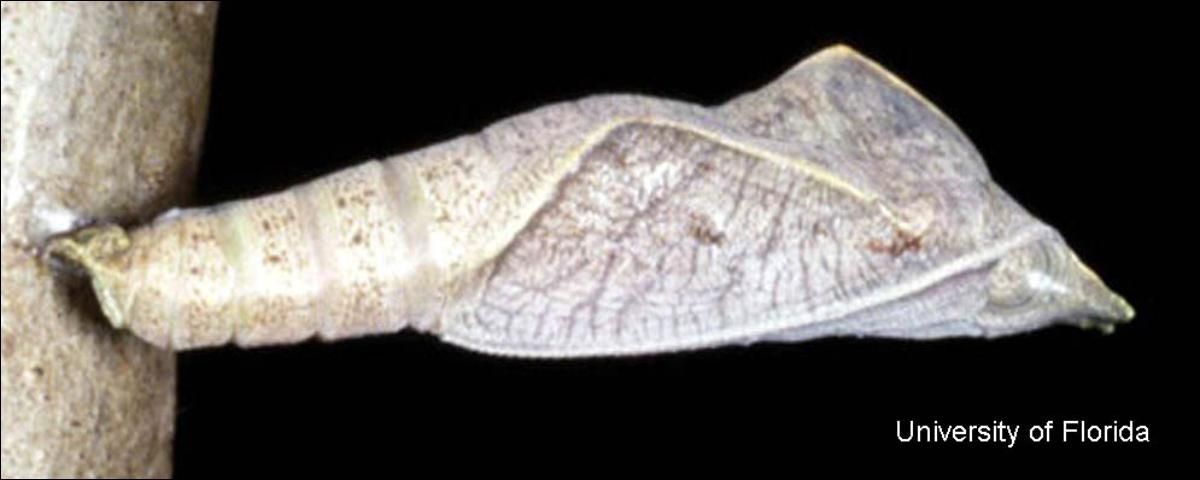 Figure 4. Gray pupa of the dingy purplewing butterfly, Eunica monima (Stoll).