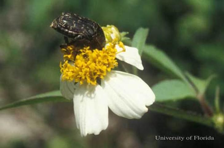Figure 4. Adult Euphoria sepulcralis (Fabricius), a flower beetle, feeding on Bidens sp.
